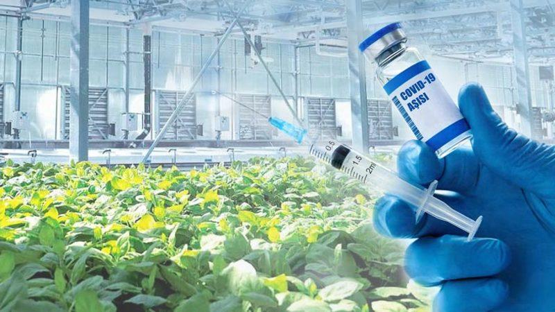 Dünyada Bir İlk: Kanada’da Bitkisel Bazlı COVID-19 Aşısı Üretildi