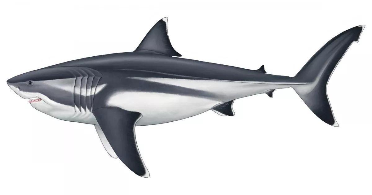 Megalodon Köpek Balığının Tarihin En Büyük Balığı Olduğu Nihayet Doğrulandı