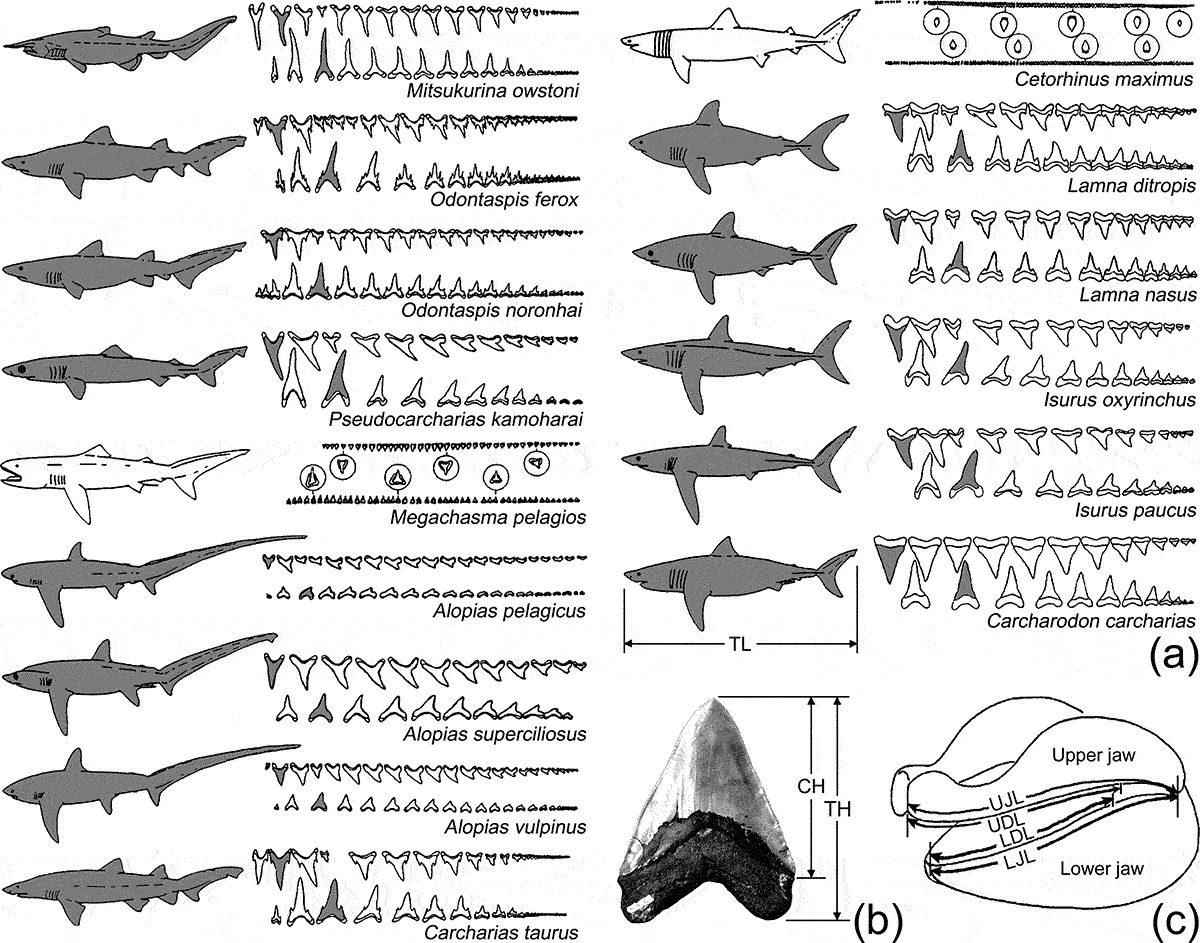 Megalodon Köpek Balığının Tarihin En Büyük Balığı Olduğu Nihayet Doğrulandı