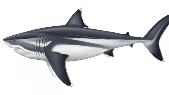 Megalodon Köpek Balığının Tarihin En Büyük Balığı Olduğu Nihayet Doğrulandı