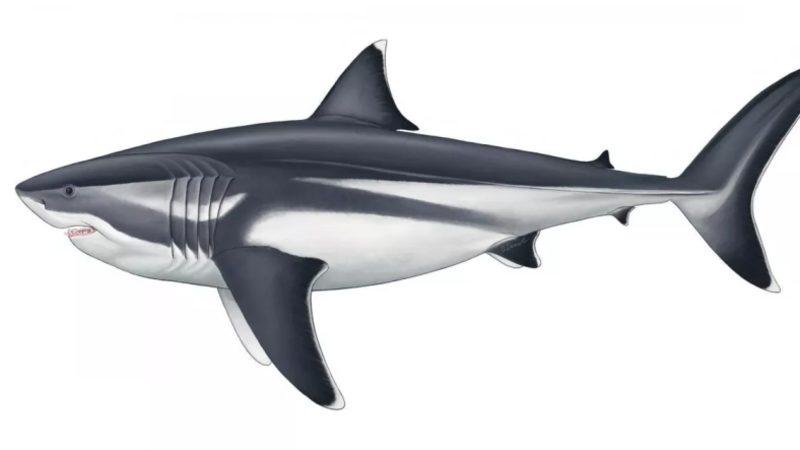 Megalodon Köpek Balığının Tarihin En Büyük Balığı Olduğu Nihayet Doğrulandı