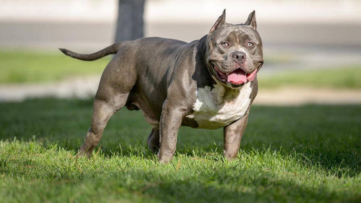 Bakanlık, İki Köpek Cinsini Daha ’Tehlike Arz Eden Irk’ Kategorisine Ekledi