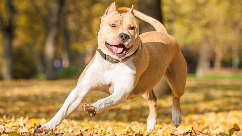 Bakanlık, İki Köpek Cinsini Daha ’Tehlike Arz Eden Irk’ Kategorisine Ekledi