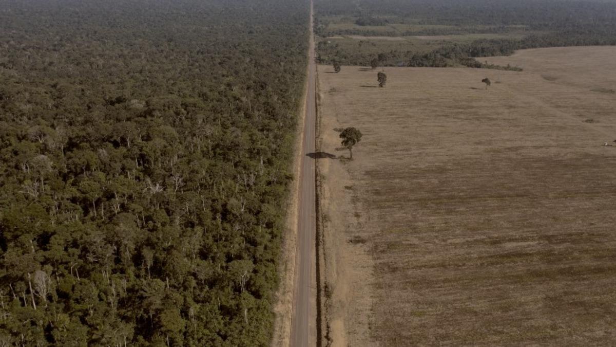 Dünya’nın Akciğerleri Kuruyor: Bilim İnsanları Amazon’un Çöküşün Eşiğinde Olduğunu Açıkladı