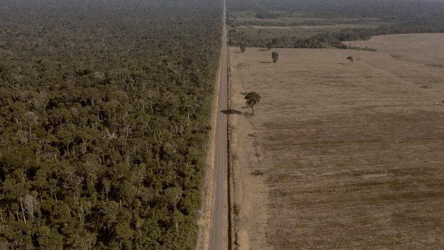 Dünya’nın Akciğerleri Kuruyor: Bilim İnsanları Amazon’un Çöküşün Eşiğinde Olduğunu Açıkladı