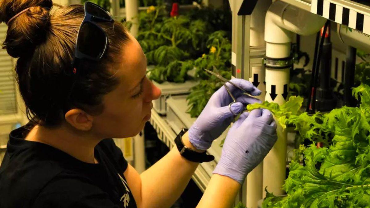 Uzay Görevlerinde Yiyecek Sorununu Çözebilir: Alman Uzay Serasının İlk Mahsulleri Toplandı