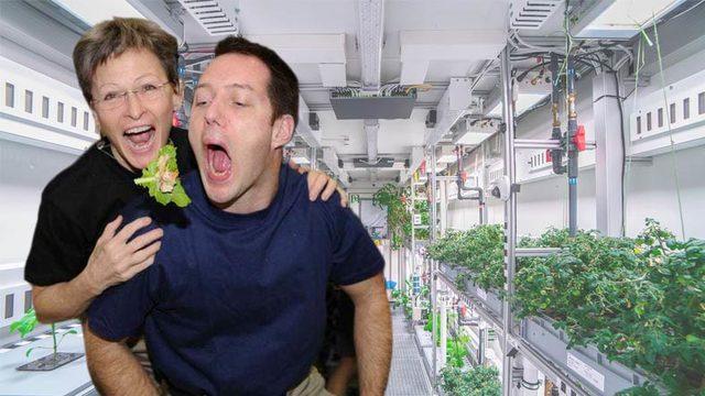 Uzay Görevlerinde Yiyecek Sorununu Çözebilir: Alman Uzay Serasının İlk Mahsulleri Toplandı