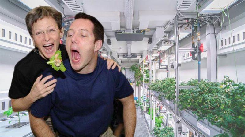 Uzay Görevlerinde Yiyecek Sorununu Çözebilir: Alman Uzay Serasının İlk Mahsulleri Toplandı