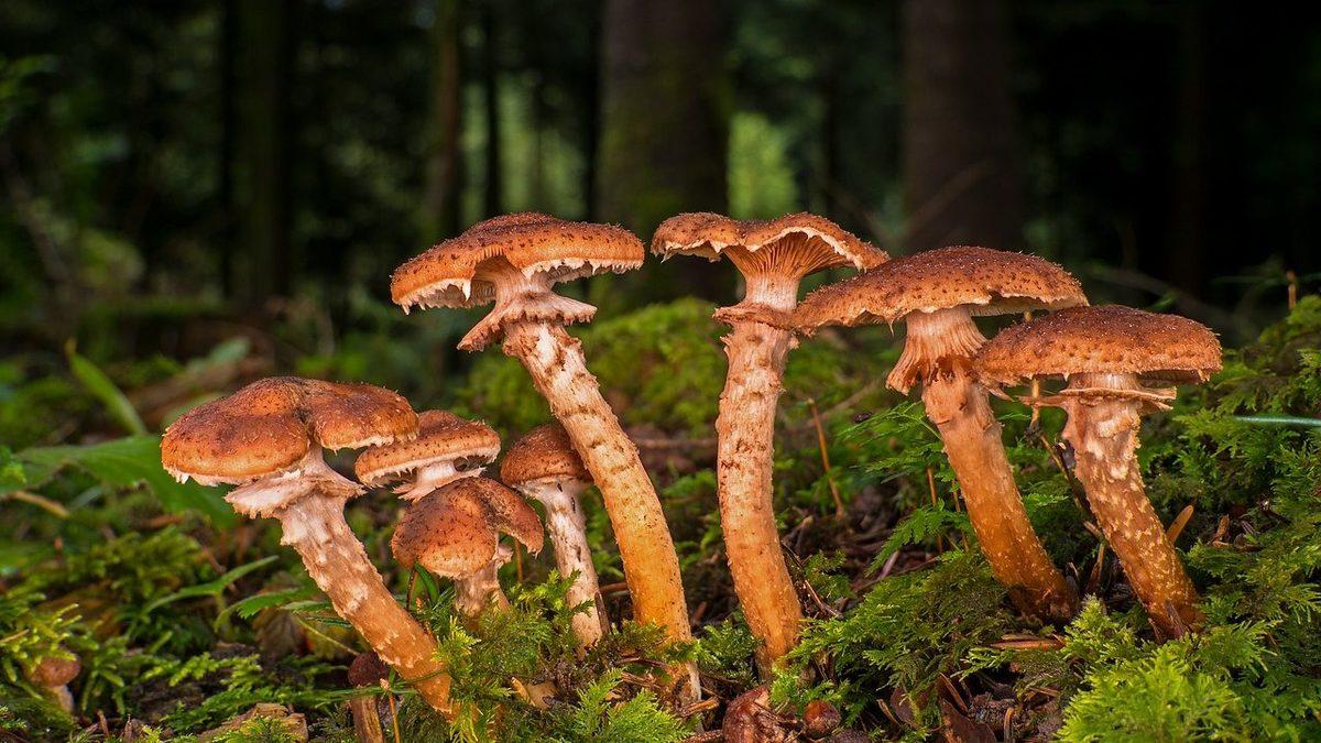 Ne İlaç Etki Ediyor Ne Balta: Dünyanın En Büyük Canlılarından Olan Mantar Türünün ’Dayanıklılığının’ Sırrı Açıklandı