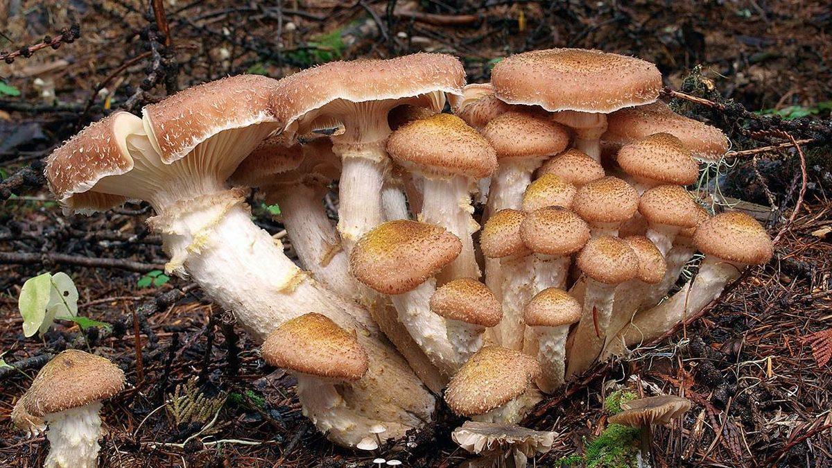 Ne İlaç Etki Ediyor Ne Balta: Dünyanın En Büyük Canlılarından Olan Mantar Türünün ’Dayanıklılığının’ Sırrı Açıklandı