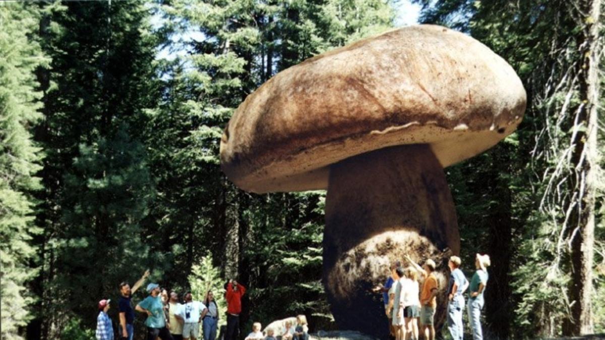 Ne İlaç Etki Ediyor Ne Balta: Dünyanın En Büyük Canlılarından Olan Mantar Türünün ’Dayanıklılığının’ Sırrı Açıklandı