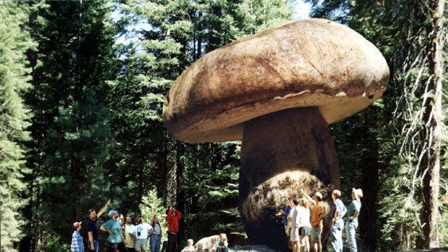 Ne İlaç Etki Ediyor Ne Balta: Dünyanın En Büyük Canlılarından Olan Mantar Türünün ’Dayanıklılığının’ Sırrı Açıklandı