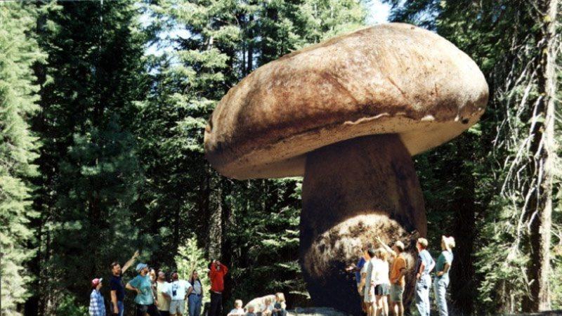 Ne İlaç Etki Ediyor Ne Balta: Dünyanın En Büyük Canlılarından Olan Mantar Türünün ’Dayanıklılığının’ Sırrı Açıklandı