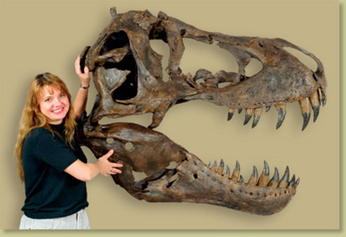 Devasa Dinozor İskeleti Açık Arttırmada 30 Milyon Dolara Satıldı