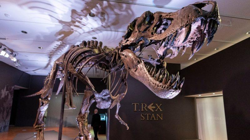 Devasa Dinozor İskeleti Açık Arttırmada 30 Milyon Dolara Satıldı