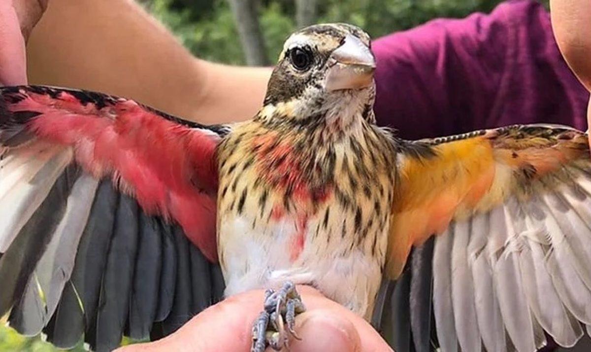 Bilim İnsanları, Sol Tarafı Dişi Sağ Tarafı Erkek Olan Bir Kuş Tespit Ettiler