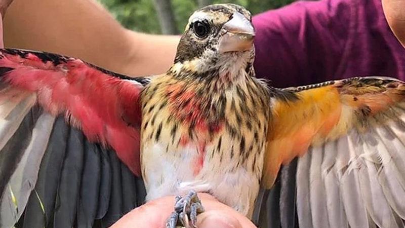 Bilim İnsanları, Sol Tarafı Dişi Sağ Tarafı Erkek Olan Bir Kuş Tespit Ettiler