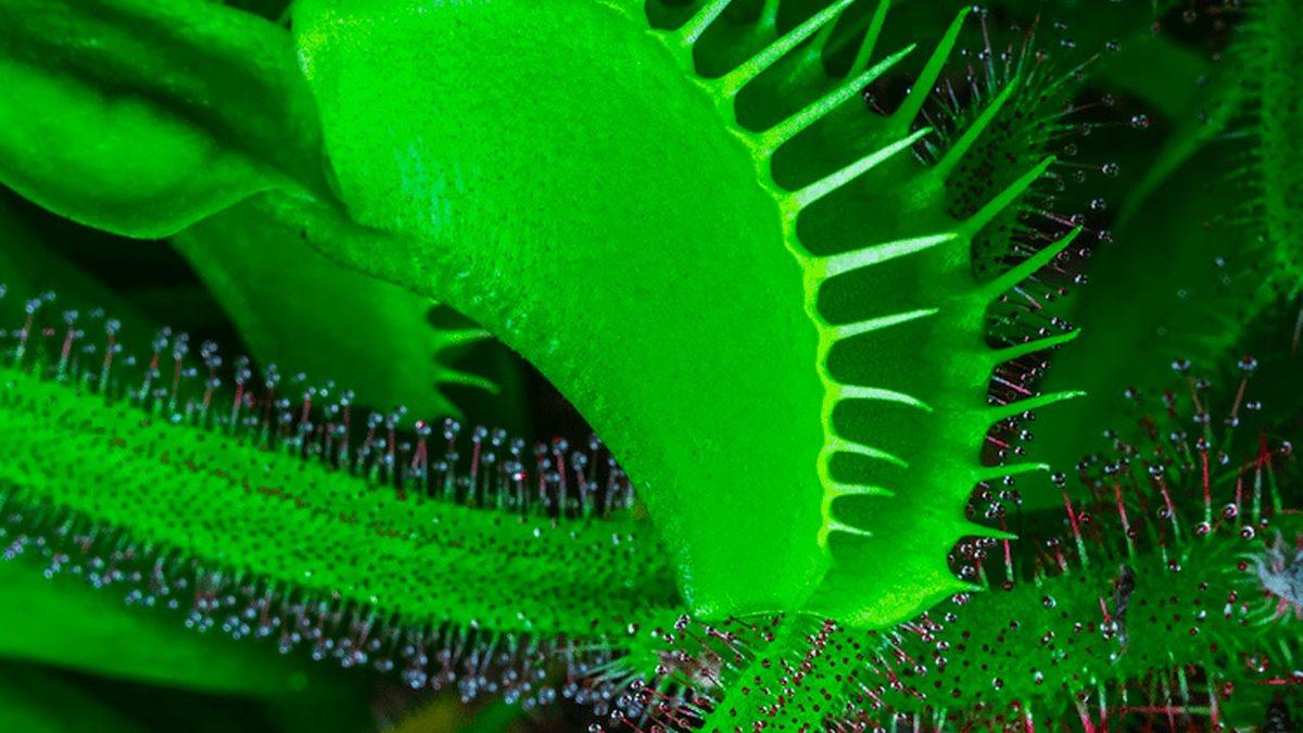 Bir Video Sanatçısı, Bitkilerin Dünyasını Yakından Görmemizi Sağlayan Bir Film Hazırladı [Video]