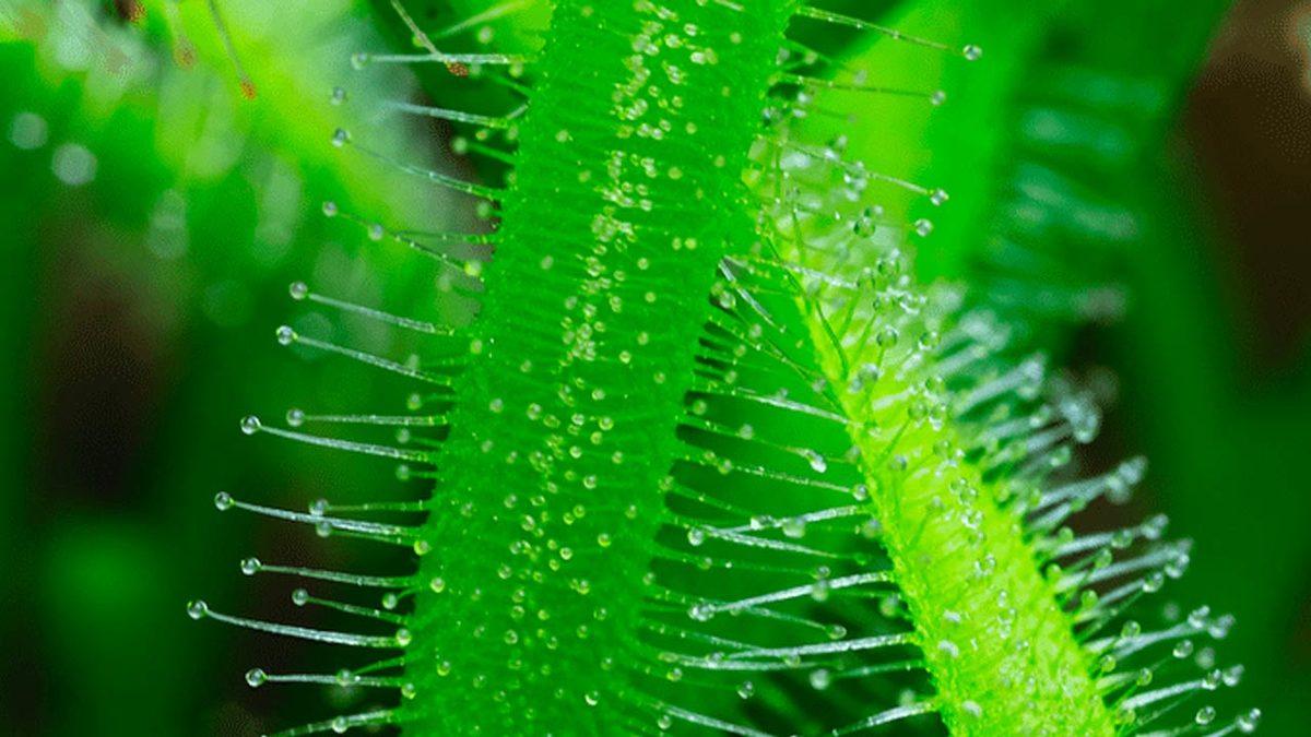 Bir Video Sanatçısı, Bitkilerin Dünyasını Yakından Görmemizi Sağlayan Bir Film Hazırladı [Video]