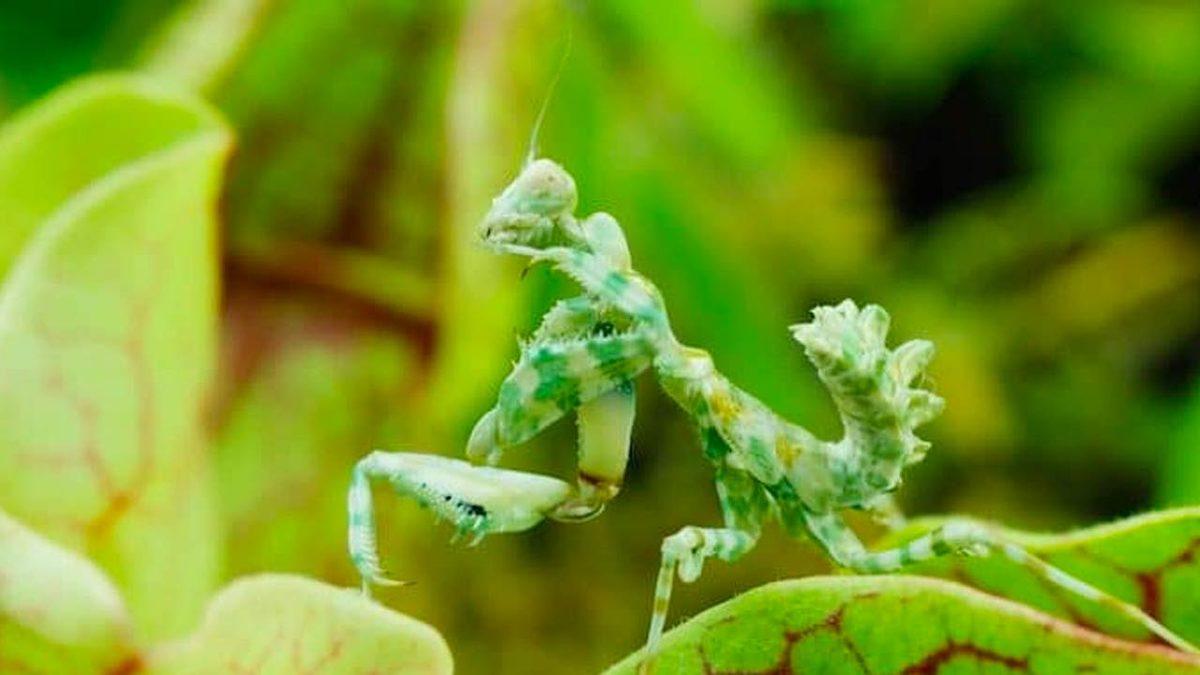 Bir Video Sanatçısı, Bitkilerin Dünyasını Yakından Görmemizi Sağlayan Bir Film Hazırladı [Video]