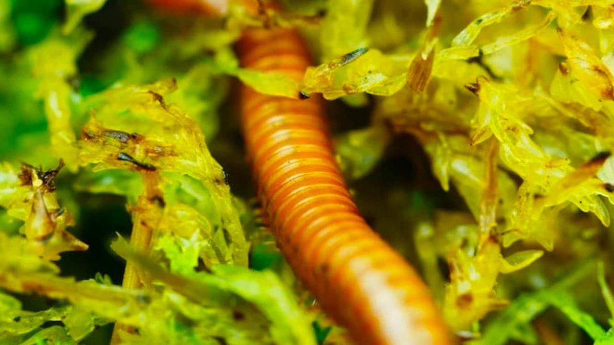 Bir Video Sanatçısı, Bitkilerin Dünyasını Yakından Görmemizi Sağlayan Bir Film Hazırladı [Video]