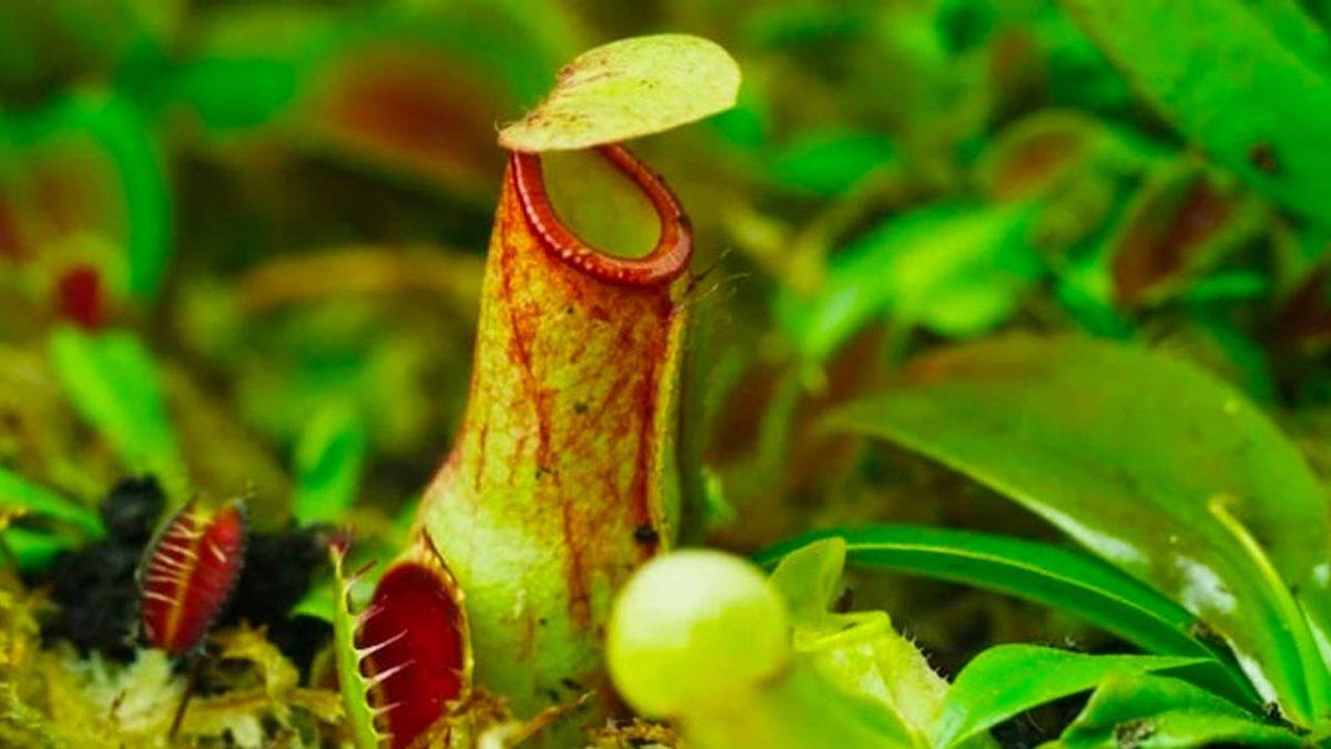 Bir Video Sanatçısı, Bitkilerin Dünyasını Yakından Görmemizi Sağlayan Bir Film Hazırladı [Video]