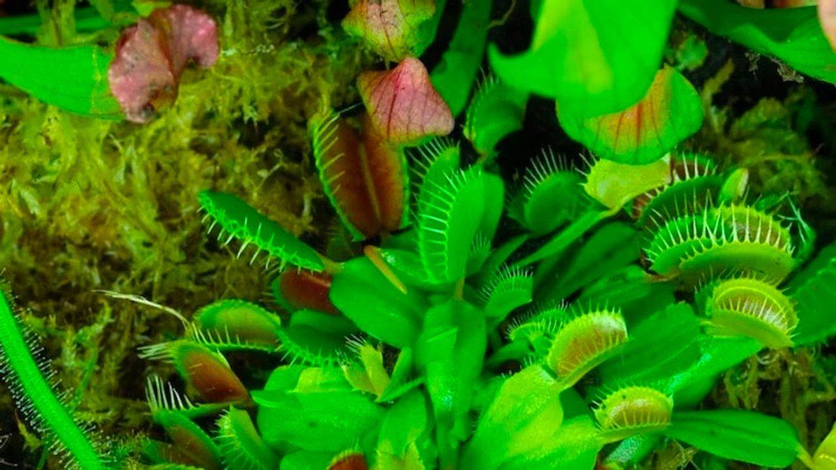 Bir Video Sanatçısı, Bitkilerin Dünyasını Yakından Görmemizi Sağlayan Bir Film Hazırladı [Video]