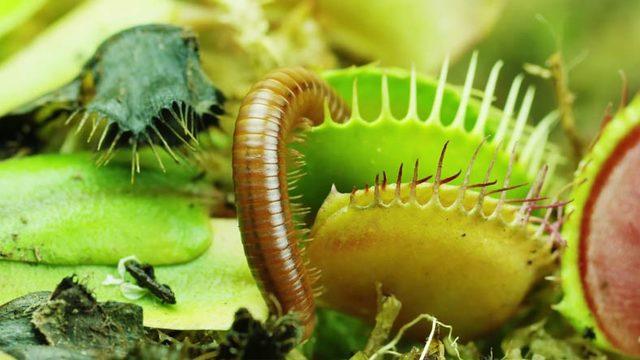 Bir Video Sanatçısı, Bitkilerin Dünyasını Yakından Görmemizi Sağlayan Bir Film Hazırladı [Video]