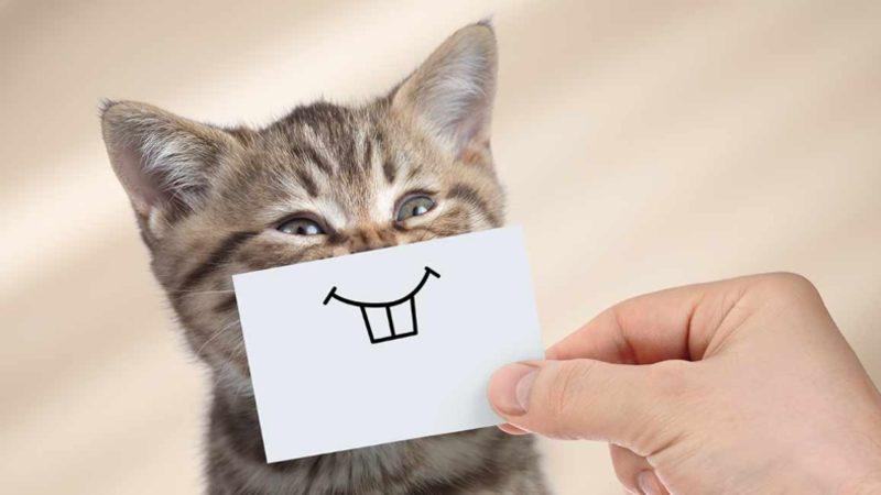 Bilime Göre Yavaşça Göz Kırparak Kedilerle İletişim Kurmak Mümkün