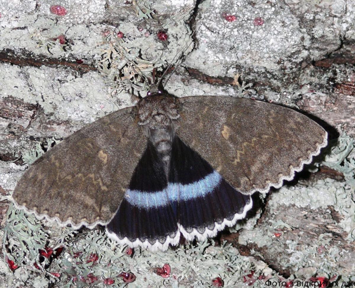 Çernobil’de Kuş Kadar Büyük Bir Kelebek Bulundu