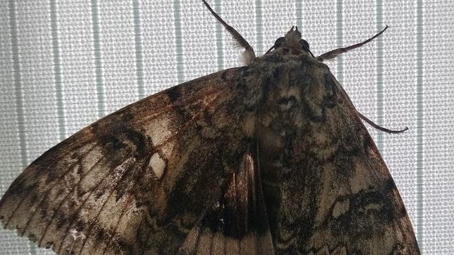 Çernobil’de Kuş Kadar Büyük Bir Kelebek Bulundu