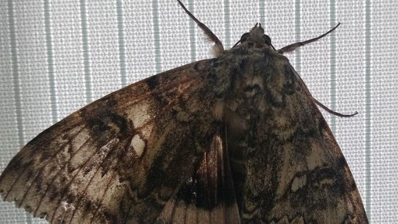 Çernobil’de Kuş Kadar Büyük Bir Kelebek Bulundu