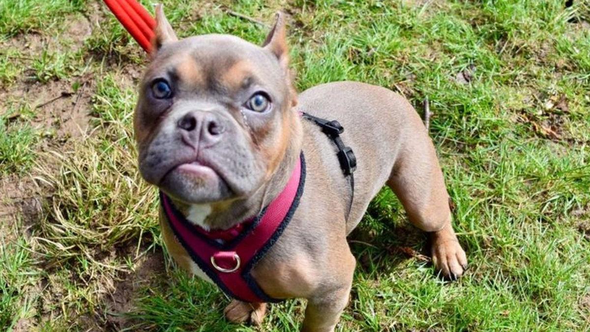 Dünyanın En Acımasız Sosyal Medya Trendi: İngiltere’de Köpeklerin Kulakları Kesiliyor (Pasaportları Türkiye’den Alınıyor)