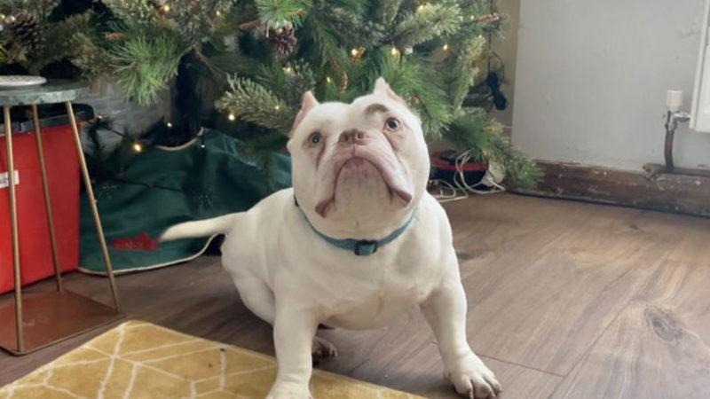 Dünyanın En Acımasız Sosyal Medya Trendi: İngiltere’de Köpeklerin Kulakları Kesiliyor (Pasaportları Türkiye’den Alınıyor)