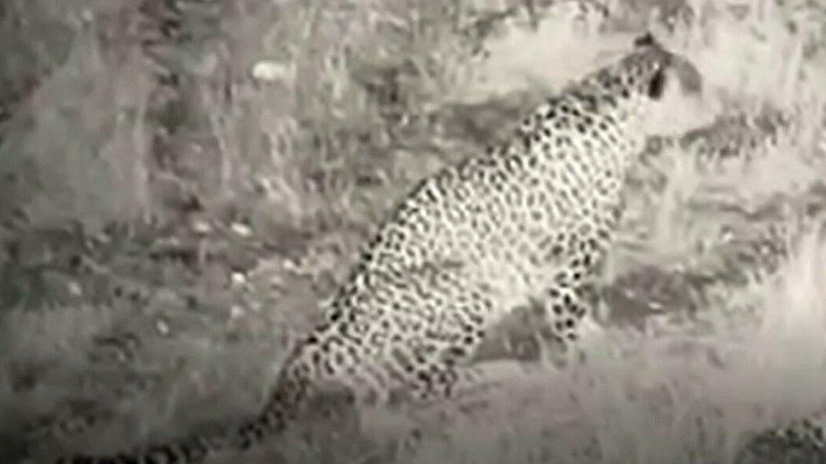 Nesli Tükendiği Zannedilen Anadolu Parsı, Yıllar Sonra İlk Kez Görüntülendi [Video]