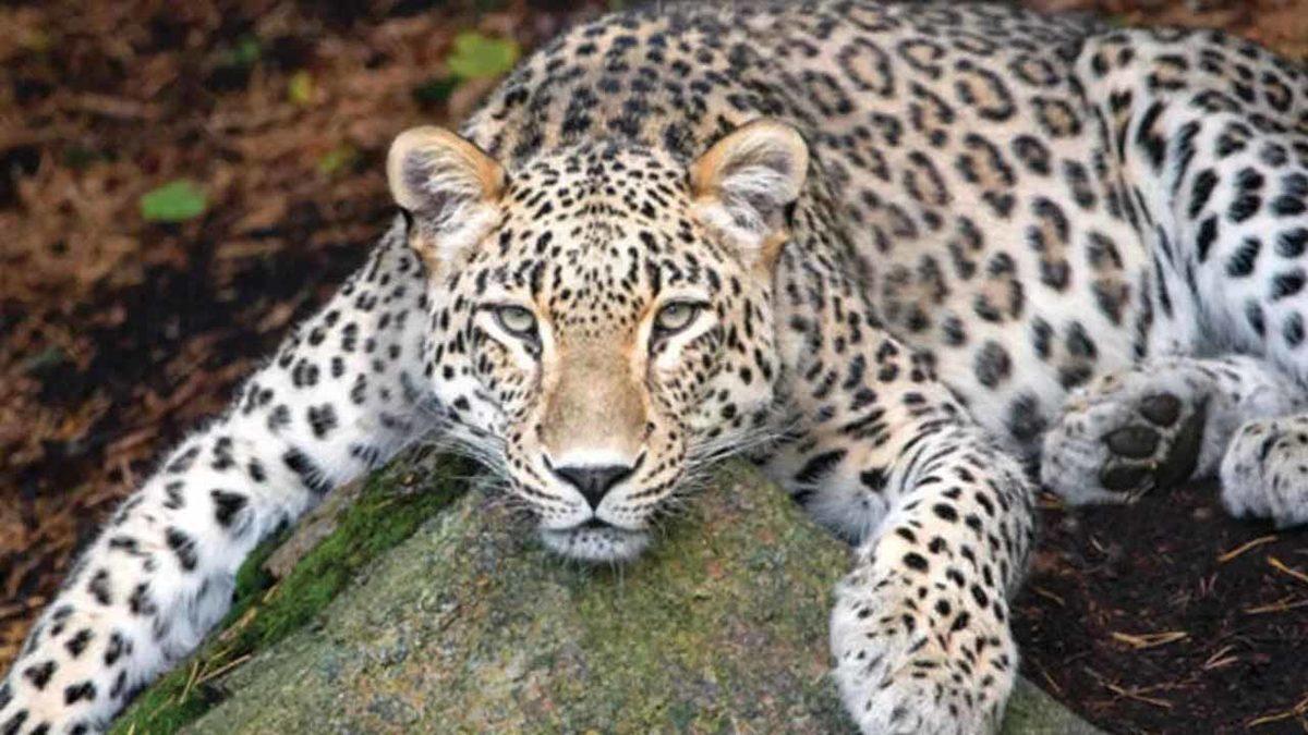 Nesli Tükendiği Zannedilen Anadolu Parsı, Yıllar Sonra İlk Kez Görüntülendi [Video]