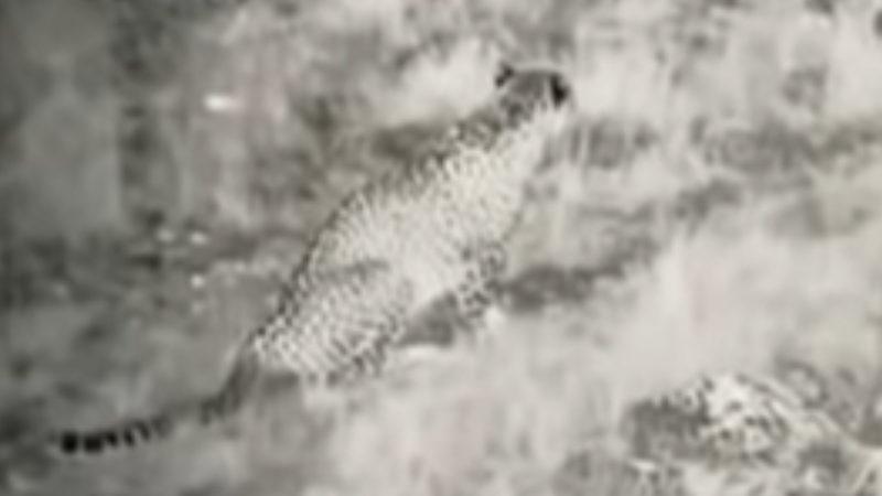 Nesli Tükendiği Zannedilen Anadolu Parsı, Yıllar Sonra İlk Kez Görüntülendi [Video]