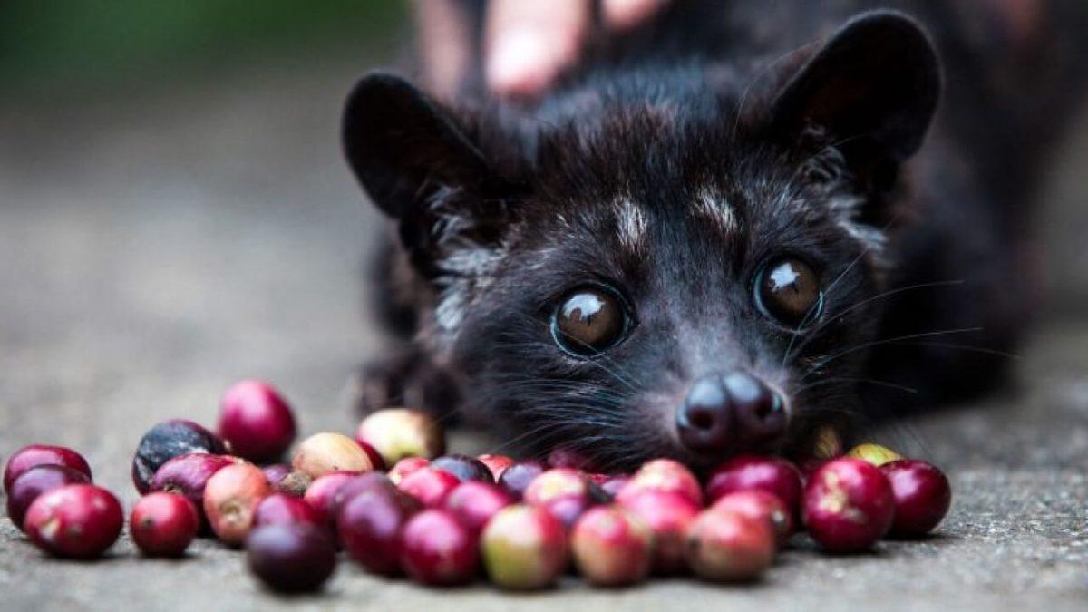 Parfümlerin Güzel Kokmasını Sağlayan ’Misk Kokusunun’ Nasıl ve Nereden Geldiğini Öğrenince Parfüm Kullanmayı Bırakmak İsteyeceksiniz