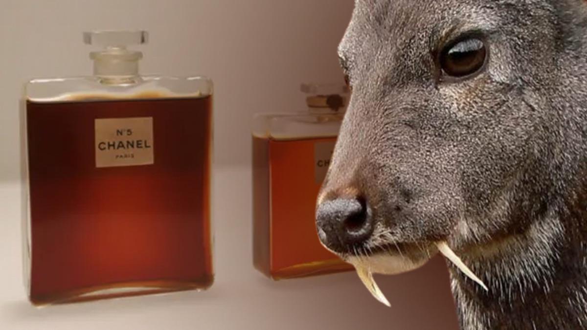 Parfümlerin Güzel Kokmasını Sağlayan ’Misk Kokusunun’ Nasıl ve Nereden Geldiğini Öğrenince Parfüm Kullanmayı Bırakmak İsteyeceksiniz