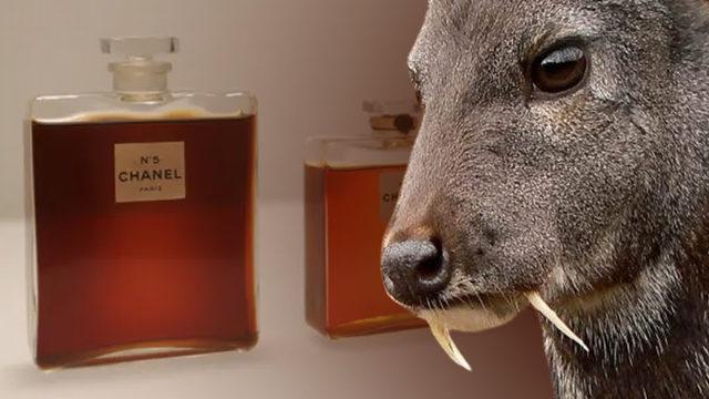 Parfümlerin Güzel Kokmasını Sağlayan ’Misk Kokusunun’ Nasıl ve Nereden Geldiğini Öğrenince Parfüm Kullanmayı Bırakmak İsteyeceksiniz