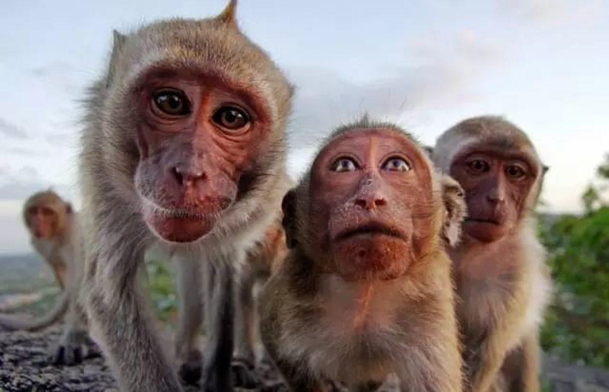 Çin’de 6,4 Milyon Yıl Öncesine Ait Maymun Fosilleri Bulundu