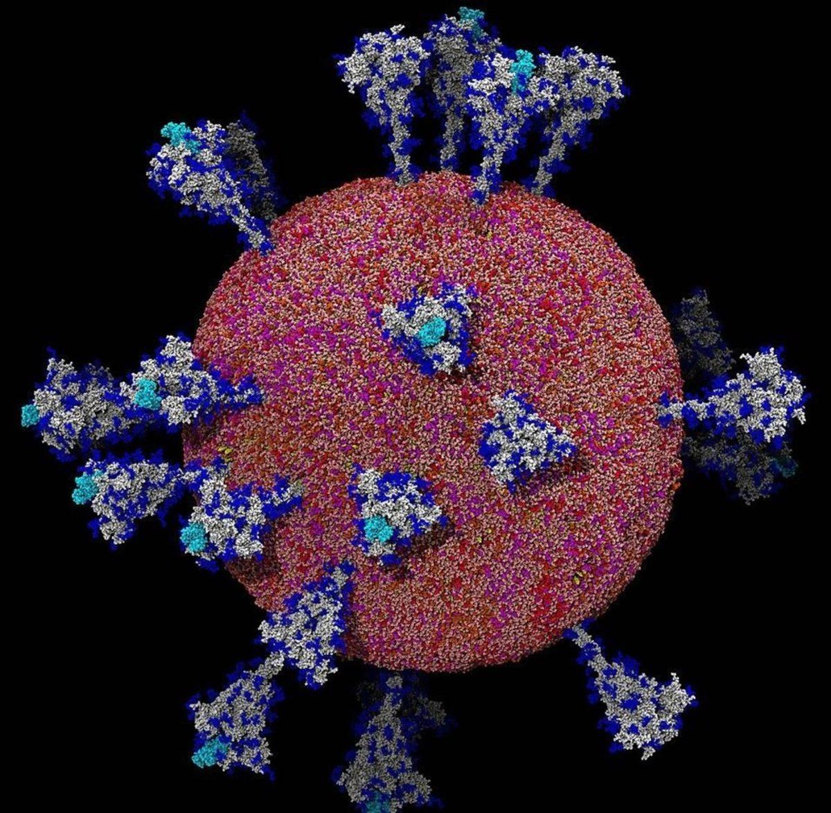 Covid-19’un İnsan Hücresinde Girdiği An Net Bir Şekilde Görüntülendi