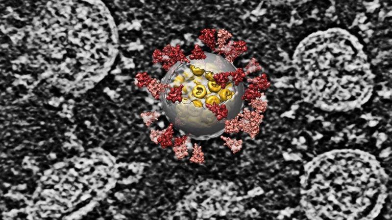 Covid-19’un İnsan Hücresinde Girdiği An Net Bir Şekilde Görüntülendi