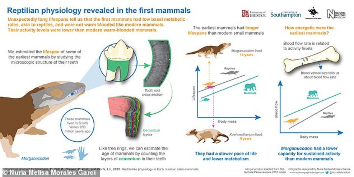 Milyonlarca Yıl Önce Memeliler, Daha Yavaş Ama Daha Uzun Yaşıyorlardı