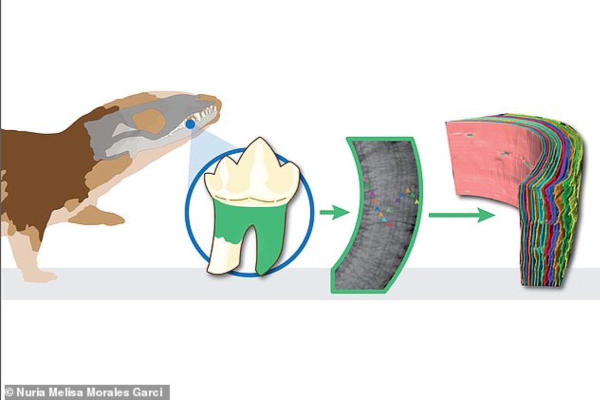 Milyonlarca Yıl Önce Memeliler, Daha Yavaş Ama Daha Uzun Yaşıyorlardı