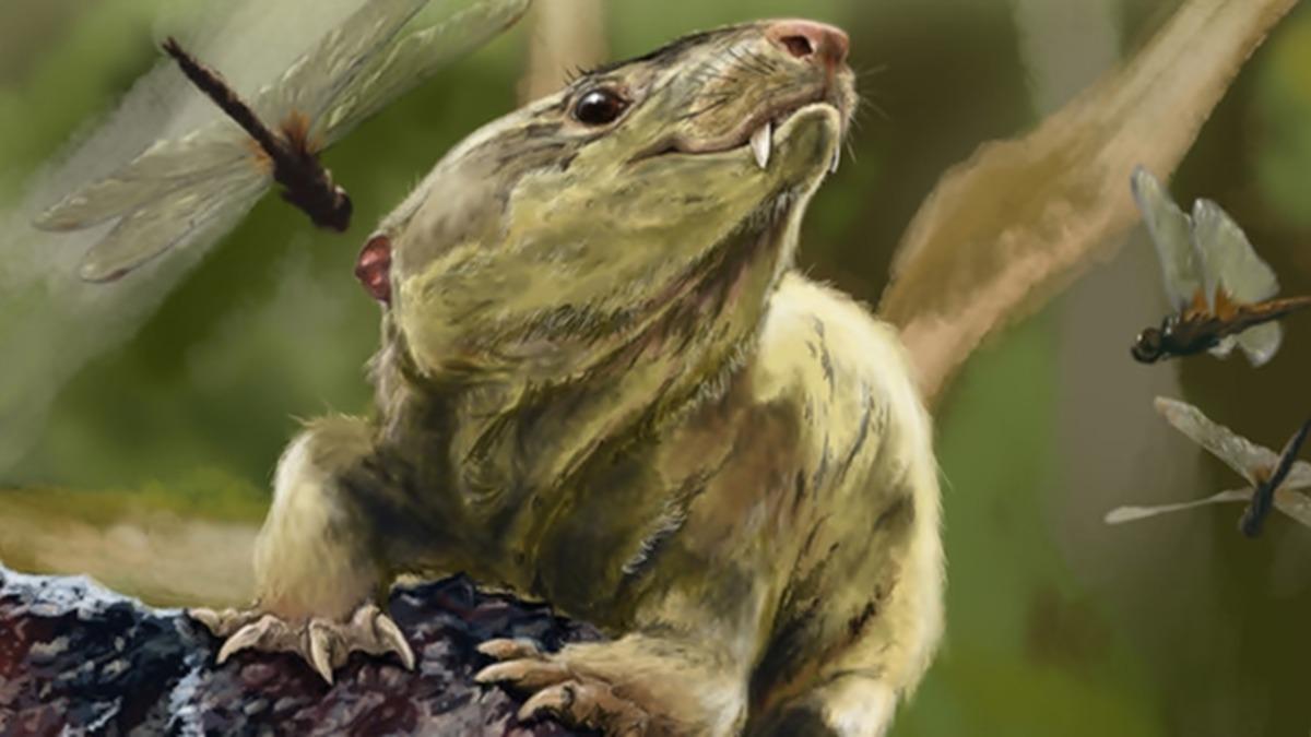 Milyonlarca Yıl Önce Memeliler, Daha Yavaş Ama Daha Uzun Yaşıyorlardı