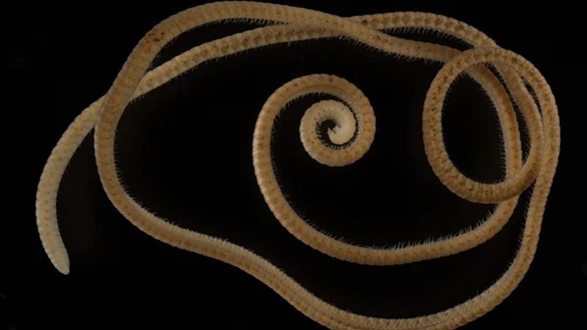 Şu Ana Kadarki En Fazla Bacağa Sahip Kırkayak Keşfedildi: 1000’den Fazla Bacağı Var