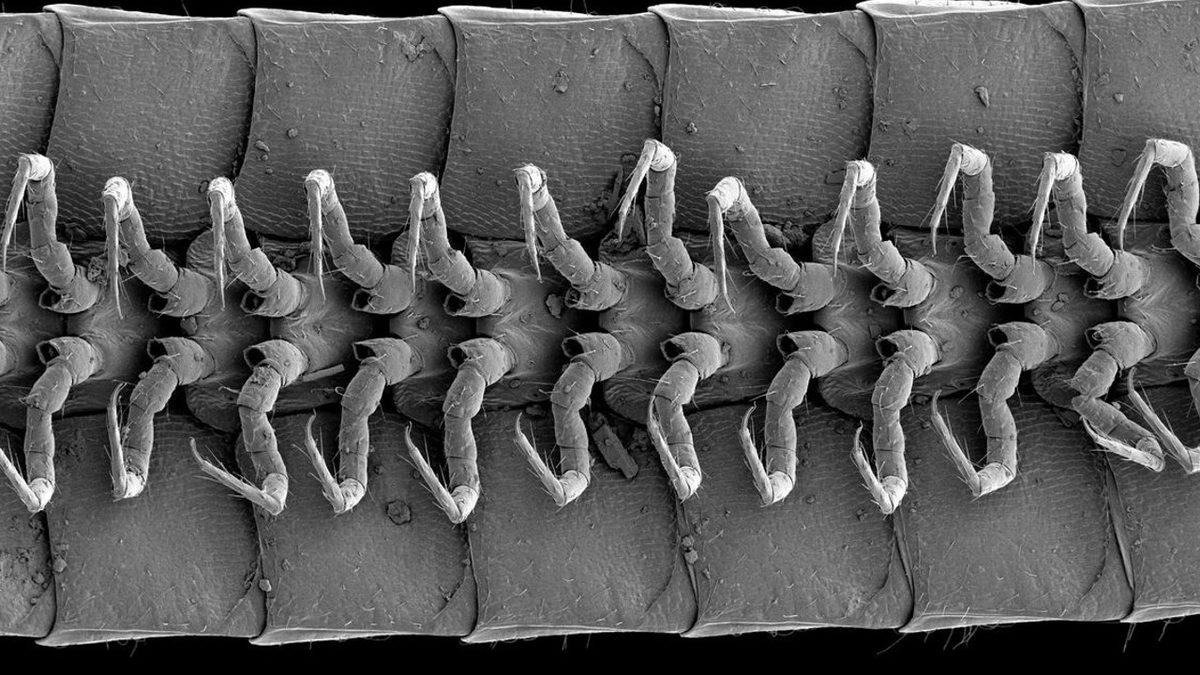 Şu Ana Kadarki En Fazla Bacağa Sahip Kırkayak Keşfedildi: 1000’den Fazla Bacağı Var