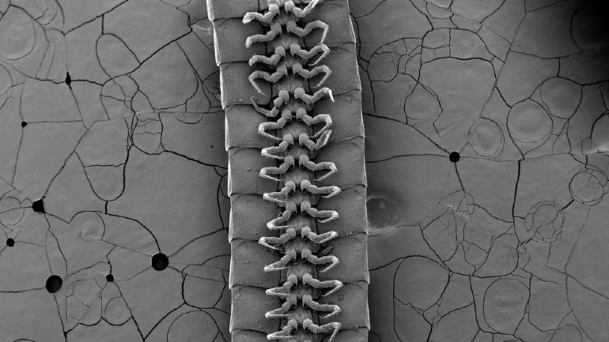 Şu Ana Kadarki En Fazla Bacağa Sahip Kırkayak Keşfedildi: 1000’den Fazla Bacağı Var