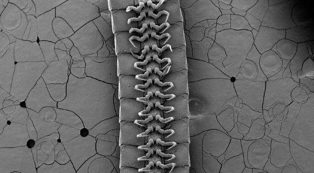 Şu Ana Kadarki En Fazla Bacağa Sahip Kırkayak Keşfedildi: 1000’den Fazla Bacağı Var